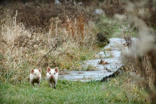 我們的環(huán)境會好嗎？——“數(shù)說”大氣、水、土壤污染防治三大戰(zhàn)役